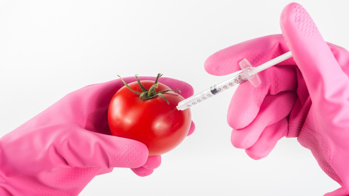Une tomate modifiée génétiquement. // Source : Pixabay/CC0 (photo recadrée) Une tomate modifiée génétiquement. // Source : Pixabay/CC0 (photo recadrée)