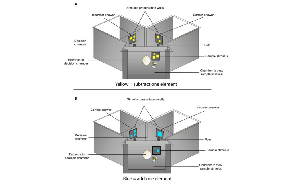 En jaune, une soustraction. En bleu, une addition. // Source : Science Advances, Vol. 5, no. 2