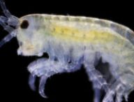 Un amphipode. // Source : Flickr/CC/Specious Reasons