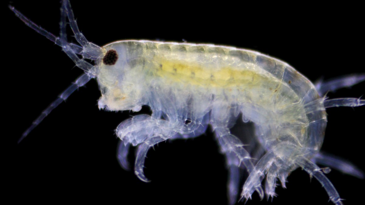 Un amphipode. // Source : Flickr/CC/Specious Reasons Un amphipode. // Source : Flickr/CC/Specious Reasons