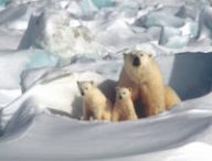 Des ours polaires. // Source : Max Pixel/CC0 Domaine public (photo recadrée)