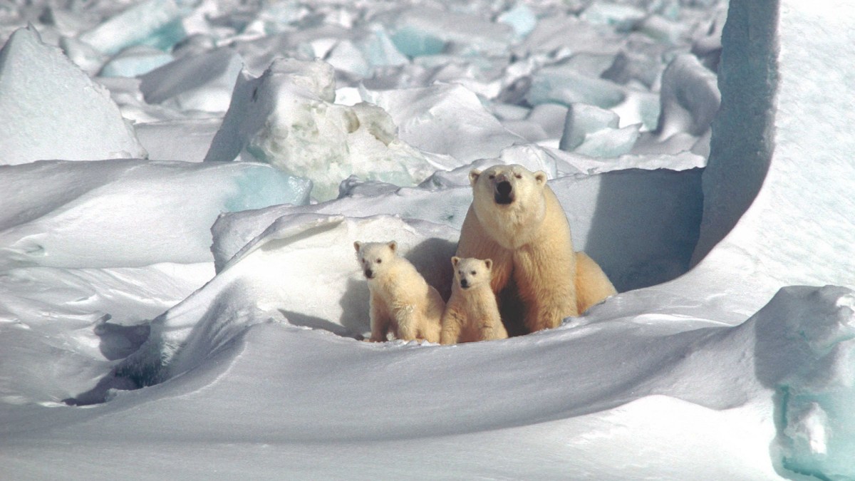 Des ours polaires. // Source : Max Pixel/CC0 Domaine public (photo recadrée) Des ours polaires. // Source : Max Pixel/CC0 Domaine public (photo recadrée)