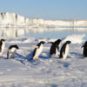 Des pingouins. // Source : Pixabay (photo recadrée)