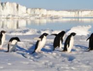 Des pingouins. // Source : Pixabay (photo recadrée)