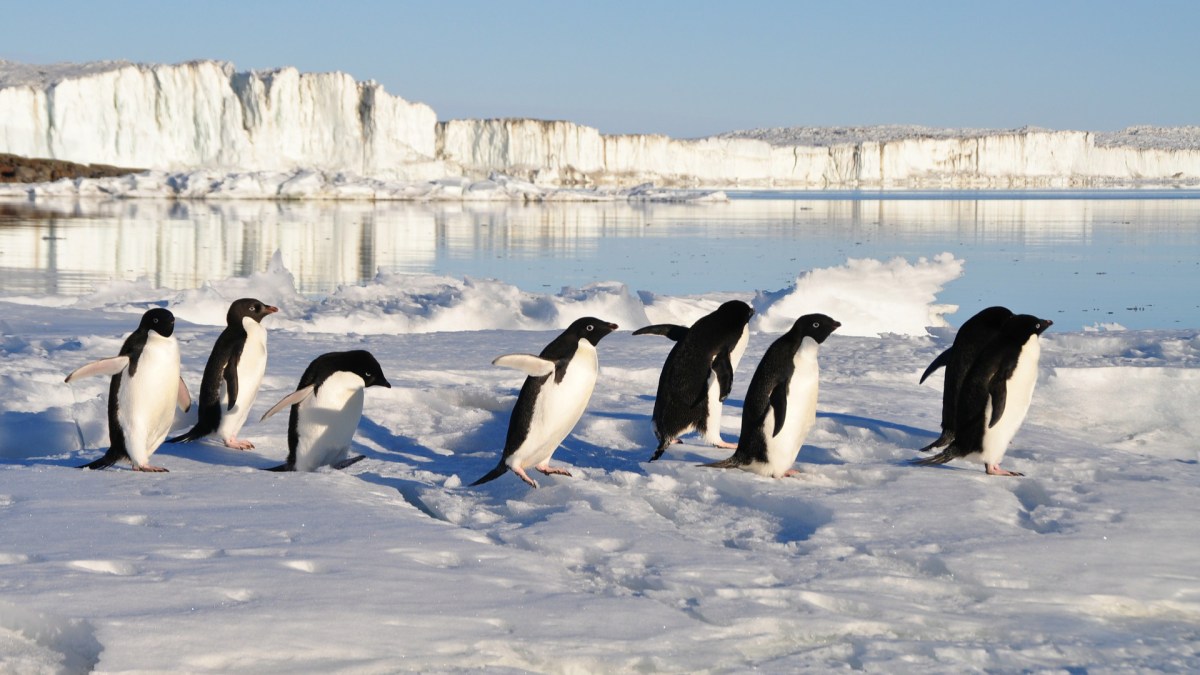 Des pingouins. // Source : Pixabay (photo recadrée) Des pingouins. // Source : Pixabay (photo recadrée)