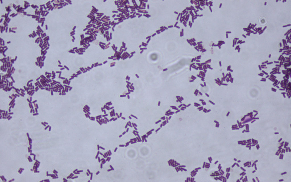 La bactérie Bacillus subtilis. // Source : Wikimedia/CC/Riraq25 (photo recadrée) La bactérie Bacillus subtilis. // Source : Wikimedia/CC/Riraq25 (photo recadrée)