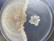 Une culture de la bactérie Bacillus subtilis. // Source : Wikimedia/CC/Brauna55 (photo recadrée)