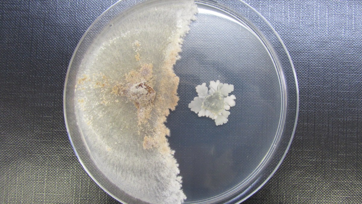 Une culture de la bactérie Bacillus subtilis. // Source : Wikimedia/CC/Brauna55 (photo recadrée) Une culture de la bactérie Bacillus subtilis. // Source : Wikimedia/CC/Brauna55 (photo recadrée)