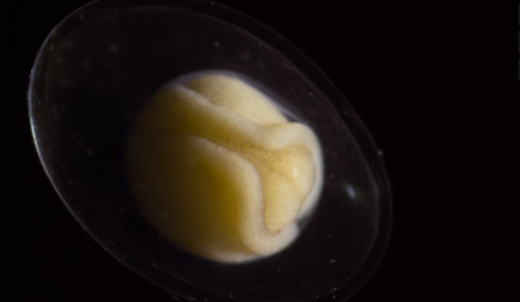 La cellule. // Source : Jan van IJken La cellule. // Source : Jan van IJken
