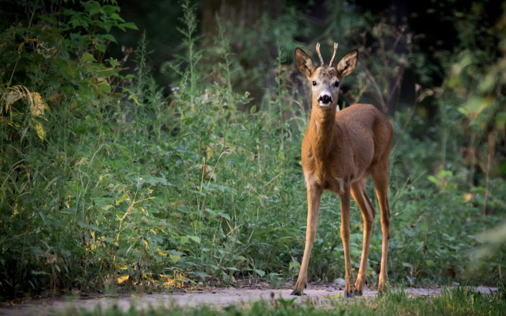 Cette maladie touche les cervidés. // Source : Pixabay (photo recadrée) Cette maladie touche les cervidés. // Source : Pixabay (photo recadrée)