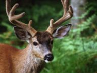 Un cerf. // Source : Flickr/CC/U.S. Forest Service-Pacific Northwest Region (photo recadrée)