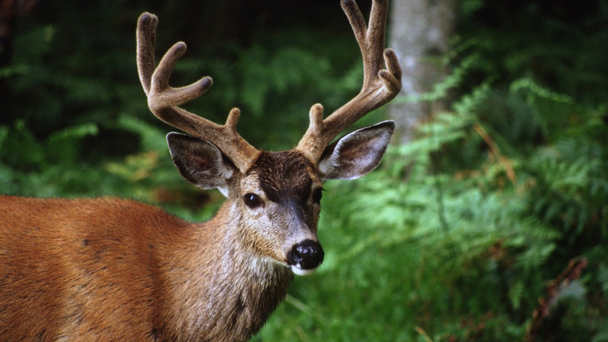 Un cerf. // Source : Flickr/CC/U.S. Forest Service-Pacific Northwest Region (photo recadrée) Un cerf. // Source : Flickr/CC/U.S. Forest Service-Pacific Northwest Region (photo recadrée)