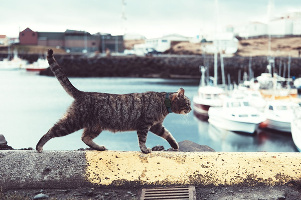 Meow // Source : Invoxia Meow // Source : Invoxia