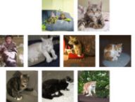 chats