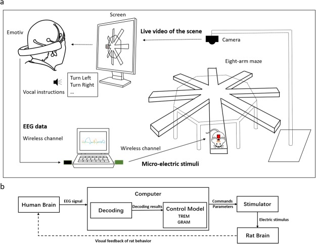 L'interface entre le cerveau du rat, celui de l'humain et l'ordinateur. // Source : Scientific Reports, 2019 L'interface entre le cerveau du rat, celui de l'humain et l'ordinateur. // Source : Scientific Reports, 2019