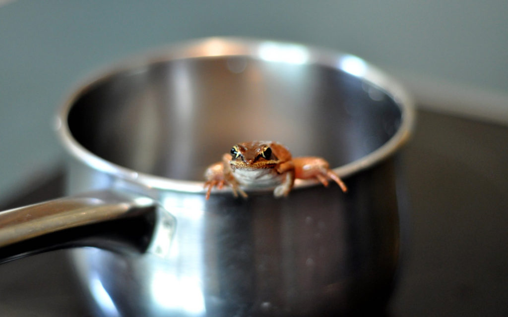 Les internautes seraient les grenouilles de la fable. // Source : Flickr/CC/James Lee (photo recadrée) Les internautes seraient les grenouilles de la fable. // Source : Flickr/CC/James Lee (photo recadrée)