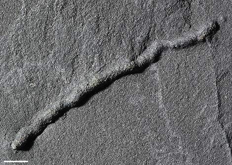 Les traces fossilisées d'un déplacement. // Source : Université de Poitiers/A. El Albani Les traces fossilisées d'un déplacement. // Source : Université de Poitiers/A. El Albani