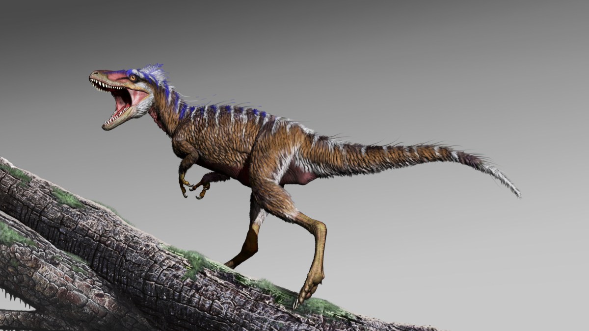 La nouvelle espèce de tyrannosaure découverte. // Source : Jorge Gonzales (photo recadrée) La nouvelle espèce de tyrannosaure découverte. // Source : Jorge Gonzales (photo recadrée)