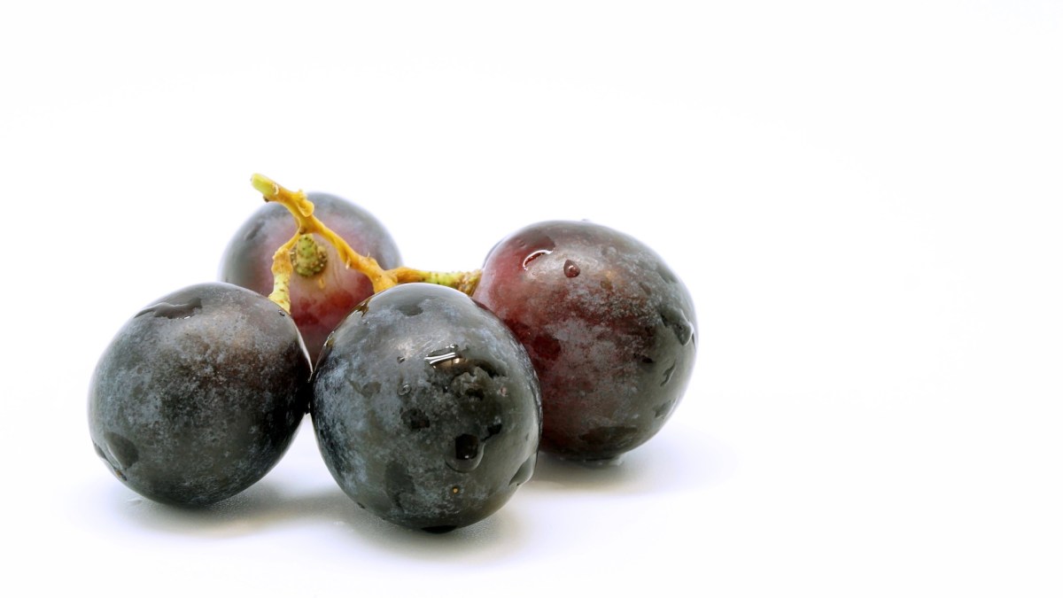 Des grappes de raisin. // Source : Pixabay (photo recadrée) Des grappes de raisin. // Source : Pixabay (photo recadrée)