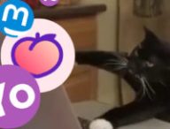 Un chat utilisant des réseaux sociaux parce que pourquoi pas. // Source : Montage Numerama
