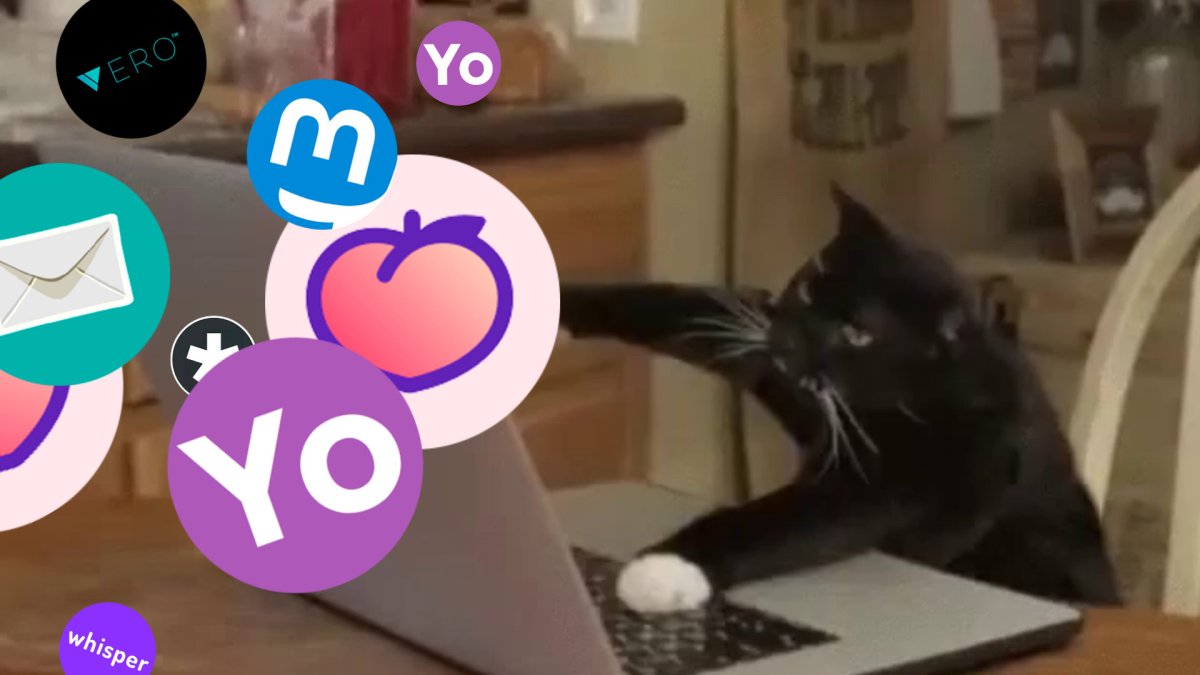 Un chat utilisant des réseaux sociaux parce que pourquoi pas. // Source : Montage Numerama Un chat utilisant des réseaux sociaux parce que pourquoi pas. // Source : Montage Numerama