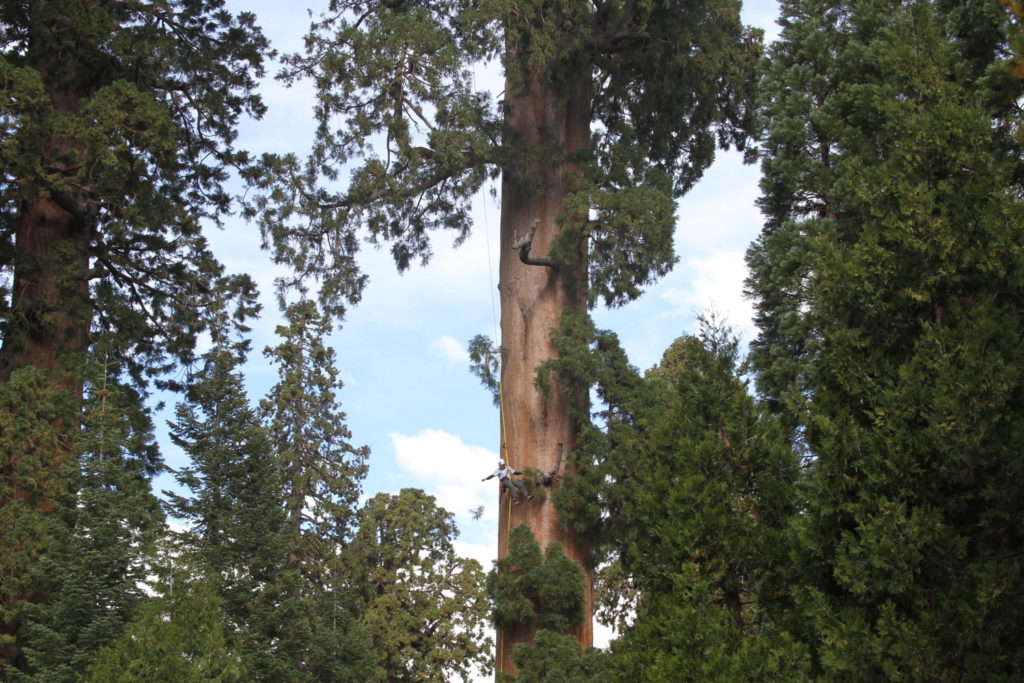 Un arbre cloné par l'organisation. // Source : Archangel Ancient Tree Archive Un arbre cloné par l'organisation. // Source : Archangel Ancient Tree Archive