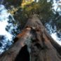 Un sequoia. // Source : Pxhere/CC0 Domaine public (photo recadrée) Un sequoia. // Source : Pxhere/CC0 Domaine public (photo recadrée)