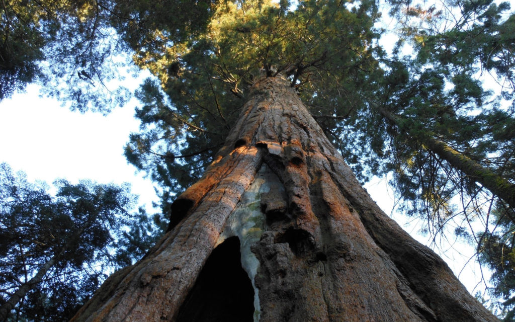 Un sequoia. // Source : Pxhere/CC0 Domaine public (photo recadrée) Un sequoia. // Source : Pxhere/CC0 Domaine public (photo recadrée)