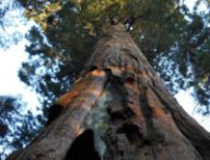 Un sequoia. // Source : Pxhere/CC0 Domaine public (photo recadrée)