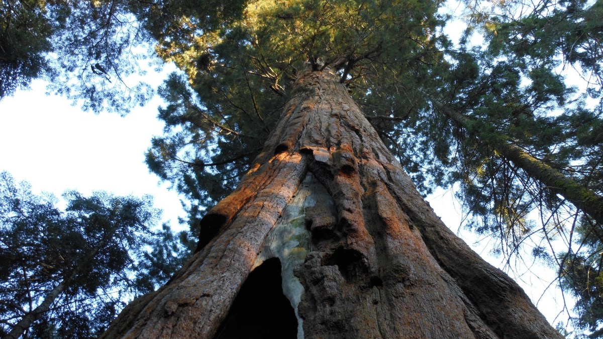 Un sequoia. // Source : Pxhere/CC0 Domaine public (photo recadrée) Un sequoia. // Source : Pxhere/CC0 Domaine public (photo recadrée)