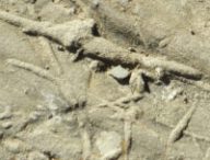Des traces de tunnels creusés par des vers, fossilisées. // Source : Flickr/CC/Amanda Slater (photo recadrée)