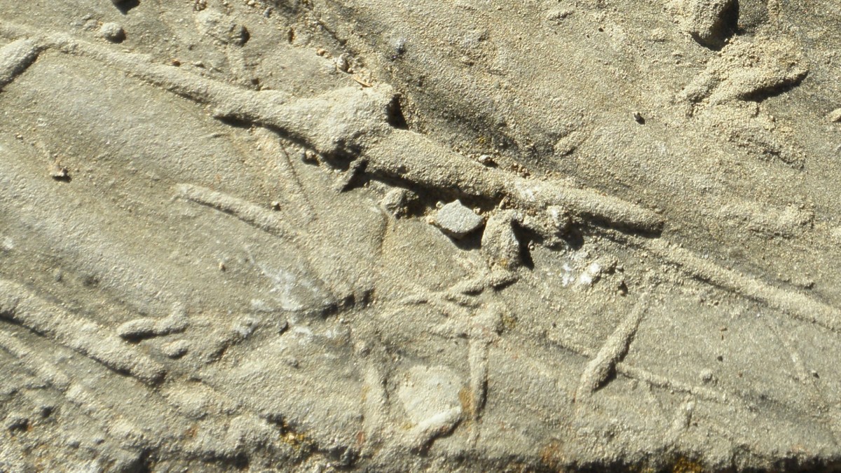 Des traces de tunnels creusés par des vers, fossilisées. // Source : Flickr/CC/Amanda Slater (photo recadrée) Des traces de tunnels creusés par des vers, fossilisées. // Source : Flickr/CC/Amanda Slater (photo recadrée)