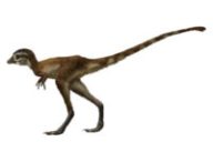 Un bébé T. Rex. // Source : Zhao Chuang, PNSO