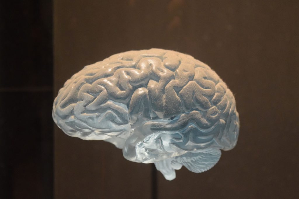 Une représentation d'un cerveau humain. // Source : Pixabay (photo recadrée) Une représentation d'un cerveau humain. // Source : Pixabay (photo recadrée)