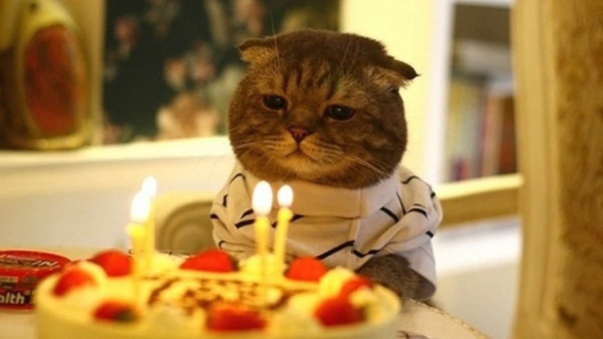 Un chat qui fête son anniversaire parce que pourquoi pas. // Source : Flickr Un chat qui fête son anniversaire parce que pourquoi pas. // Source : Flickr