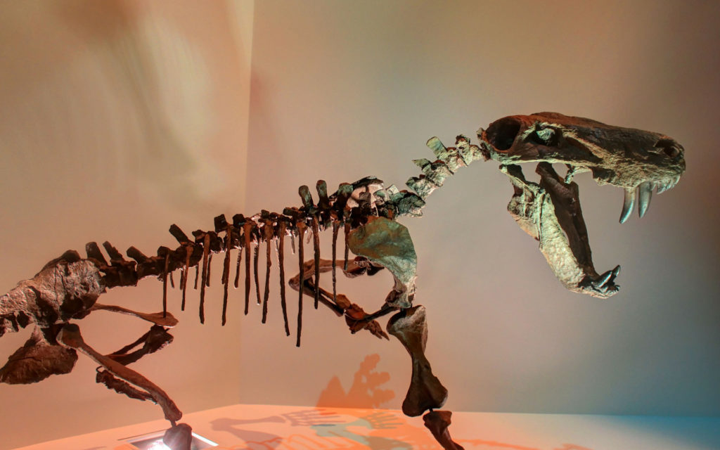 Un squelette de dinosaure. // Source : Pixabay (photo recadrée) Un squelette de dinosaure. // Source : Pixabay (photo recadrée)