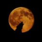 Un loup devant la pleine lune. // Source : Pxhere/CC0 Domaine public (photo recadrée) Un loup devant la pleine lune. // Source : Pxhere/CC0 Domaine public (photo recadrée)