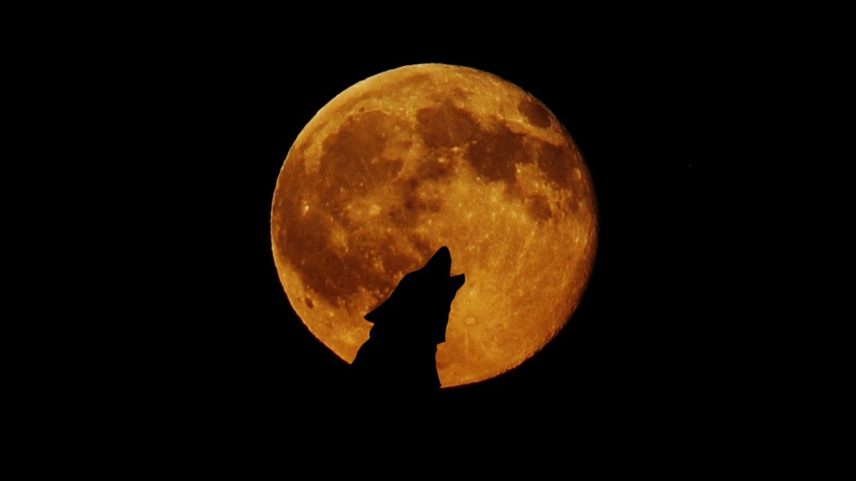 Un loup devant la pleine lune. // Source : Pxhere/CC0 Domaine public (photo recadrée) Un loup devant la pleine lune. // Source : Pxhere/CC0 Domaine public (photo recadrée)