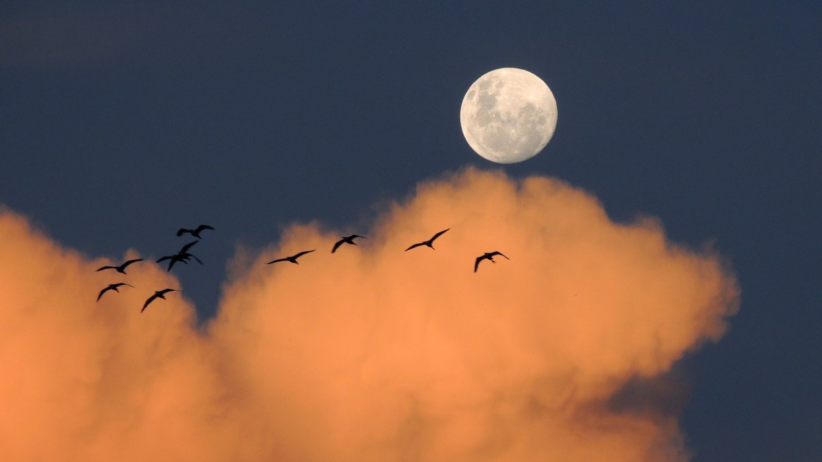 La Lune. // Source : Pxhere/CC0 Domaine public (photo recadrée) La Lune. // Source : Pxhere/CC0 Domaine public (photo recadrée)