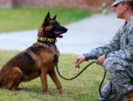 Un chien policier. // Source : Flickr/CC/USAG-Humphreys (photo recadrée) Un chien policier. // Source : Flickr/CC/USAG-Humphreys (photo recadrée)