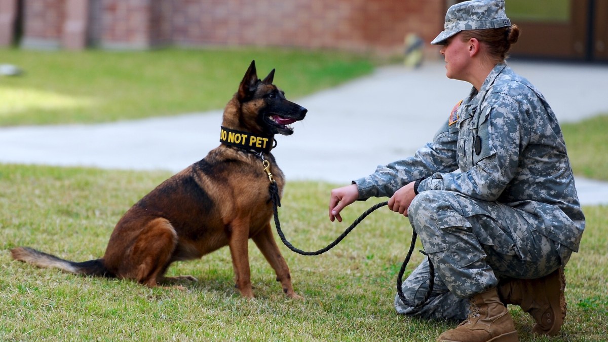 Un chien policier. // Source : Flickr/CC/USAG-Humphreys (photo recadrée) Un chien policier. // Source : Flickr/CC/USAG-Humphreys (photo recadrée)