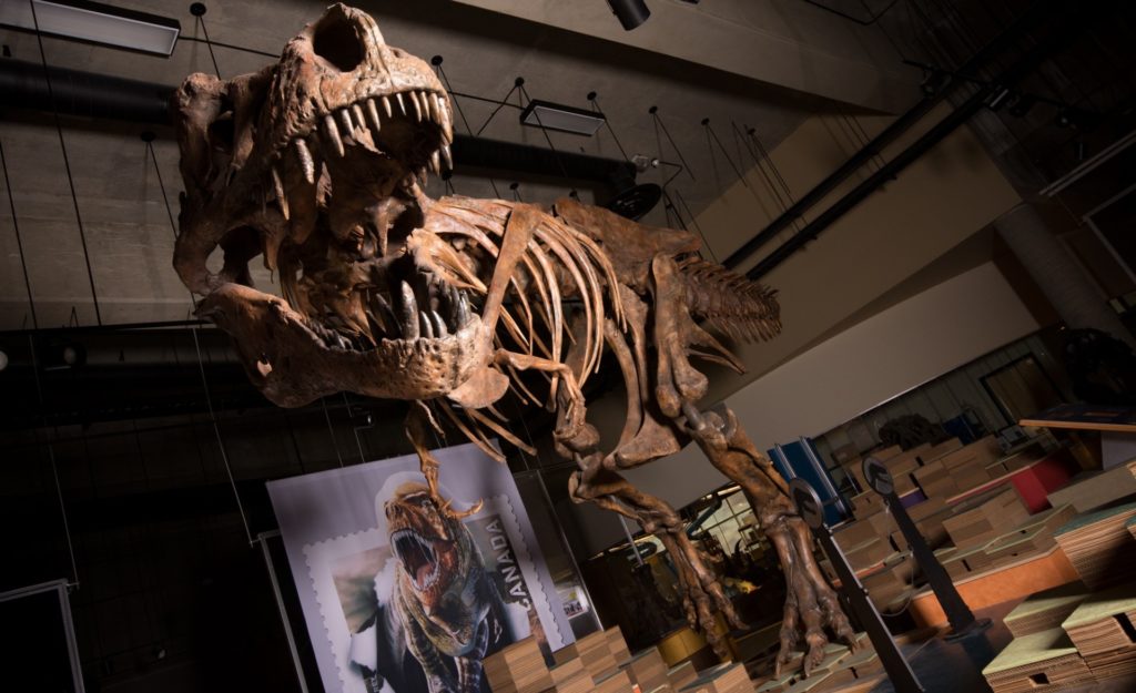 Le tyrannosaure Scotty. // Source : Amanda Kelley Le tyrannosaure Scotty. // Source : Amanda Kelley