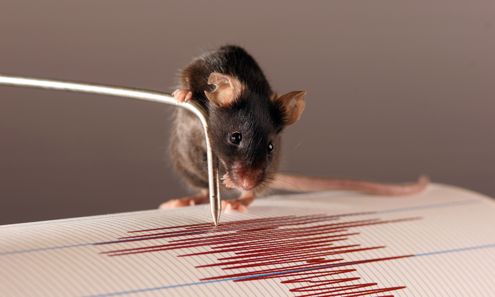 Comment le cerveau d'une souris perçoit-il les vibrations ? // Source : Huber, Daniel (photo recadrée) Comment le cerveau d'une souris perçoit-il les vibrations ? // Source : Huber, Daniel (photo recadrée)