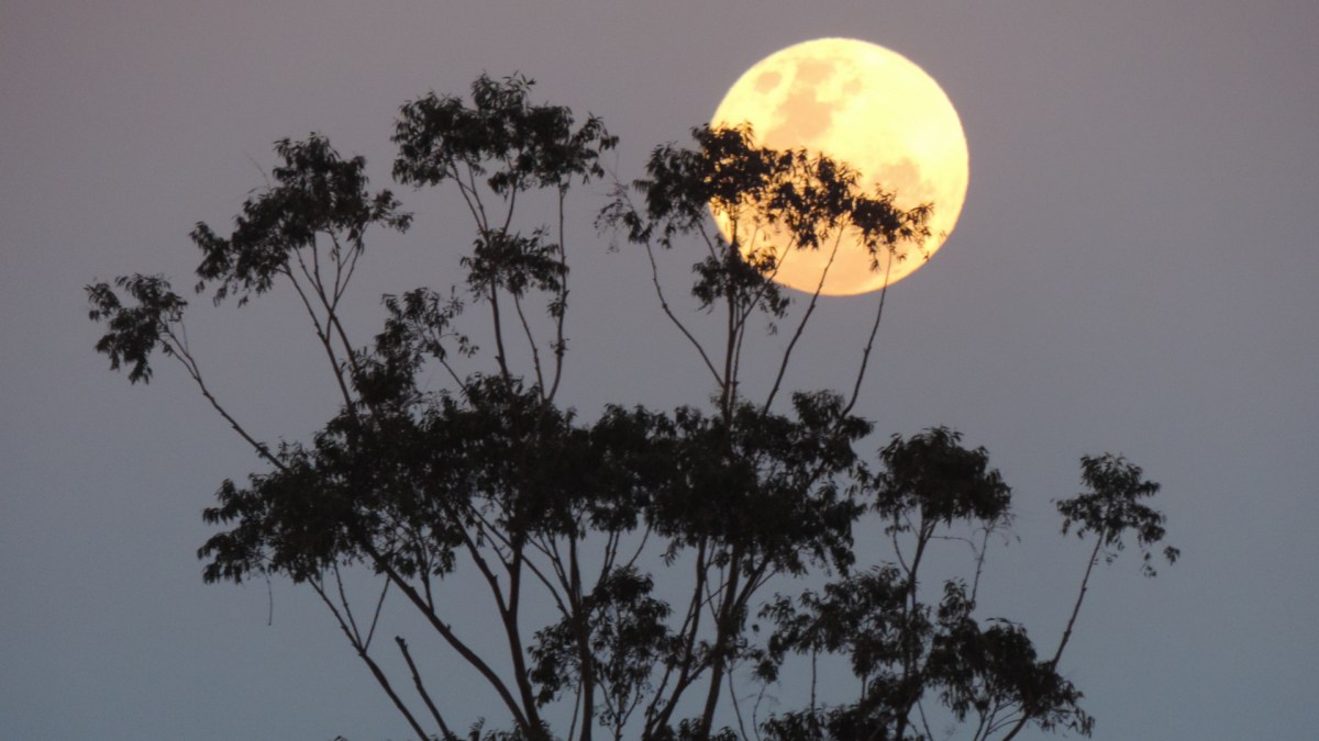 La Lune. // Source : Pxhere/CC0 Domaine public (photo recadrée) La Lune. // Source : Pxhere/CC0 Domaine public (photo recadrée)