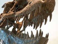 Un squelette de tyrannosaure. // Source : Flickr/CC/Dennis Jarvis (photo recadrée)