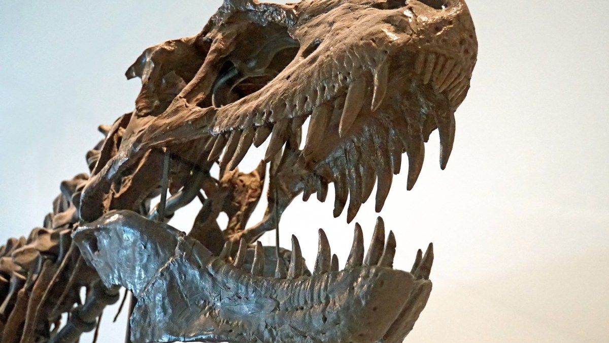 Un squelette de tyrannosaure. // Source : Flickr/CC/Dennis Jarvis (photo recadrée) Un squelette de tyrannosaure. // Source : Flickr/CC/Dennis Jarvis (photo recadrée)