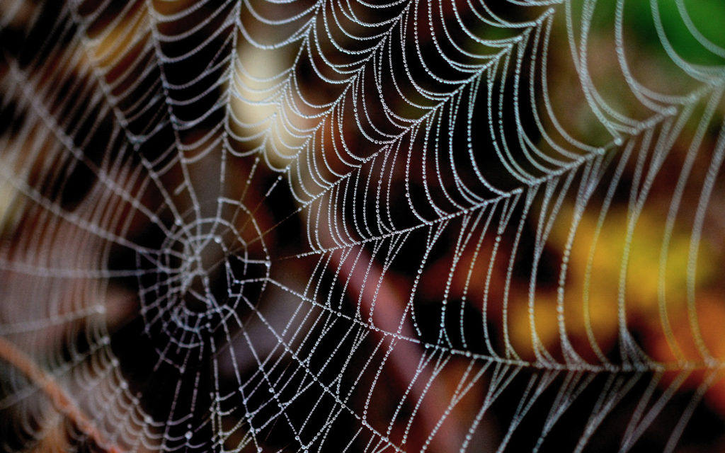 Une toile d'araignée. // Source : Pixabay Une toile d'araignée. // Source : Pixabay