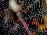 Une toile d'araignée. // Source : Pixabay