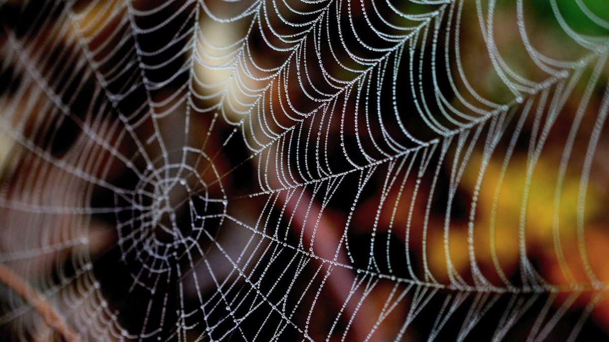 Une toile d'araignée. // Source : Pixabay Une toile d'araignée. // Source : Pixabay