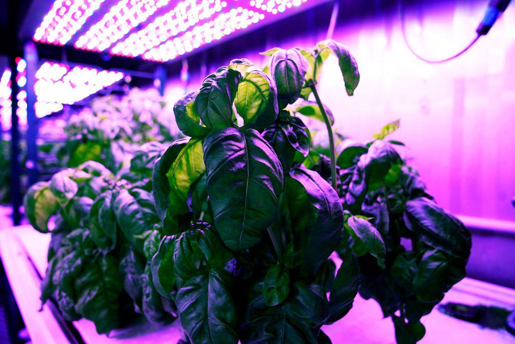 Les plantations de basilic. // Source : MIT/Melanie Gonick Les plantations de basilic. // Source : MIT/Melanie Gonick